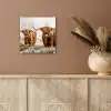 Schotse hooglander - Koe - Natuur - Winter plexiglas 5mm klein -sfeer5