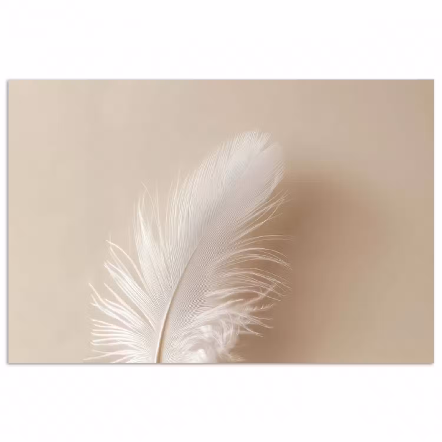 Poster - Feder - Minimalistisch - Rosa