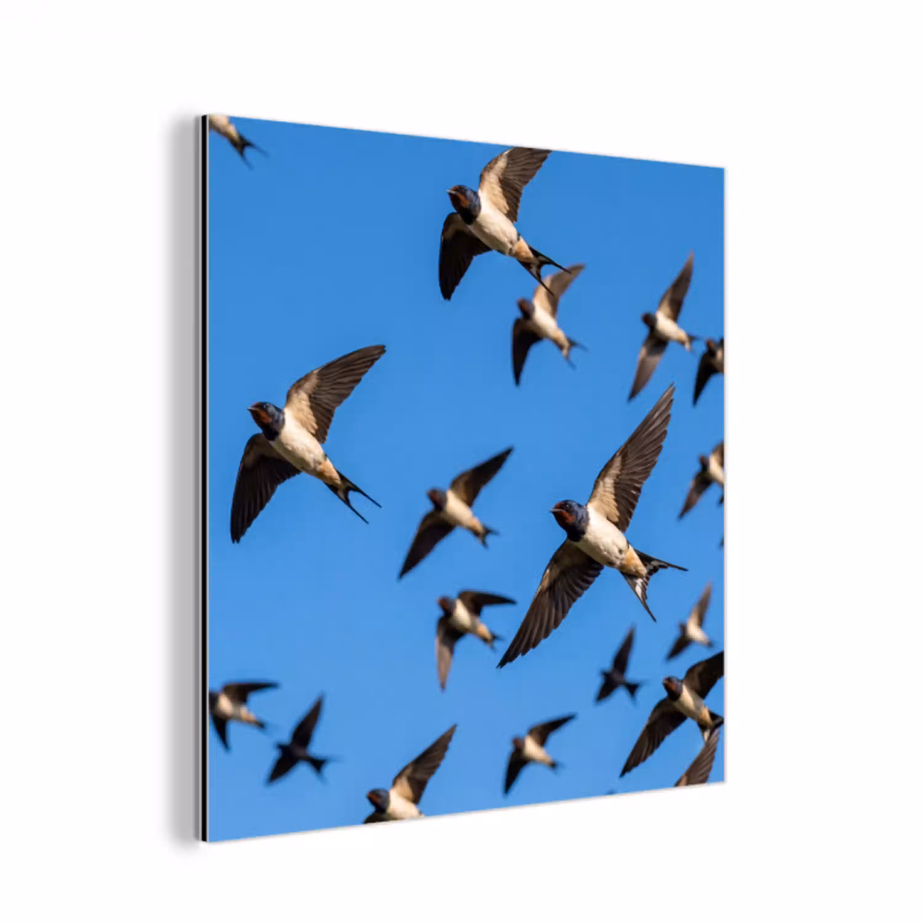 Zwaluwen - Vliegen - Blauw aluminium wit klein -3d