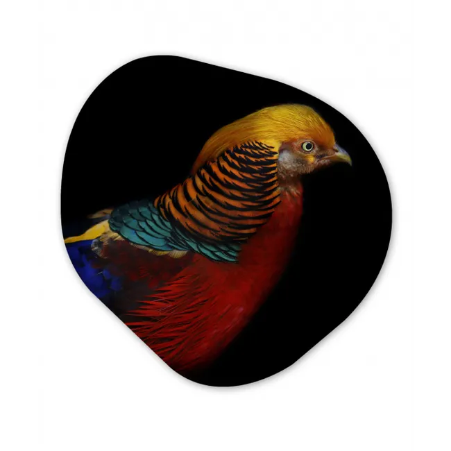 Vogel - Veren - Zwart - Portret Wandcirkel Organisch Forex 3mm klein -3d