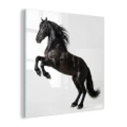 Zwart - Paard - Portret plexiglas 5mm klein -z3d