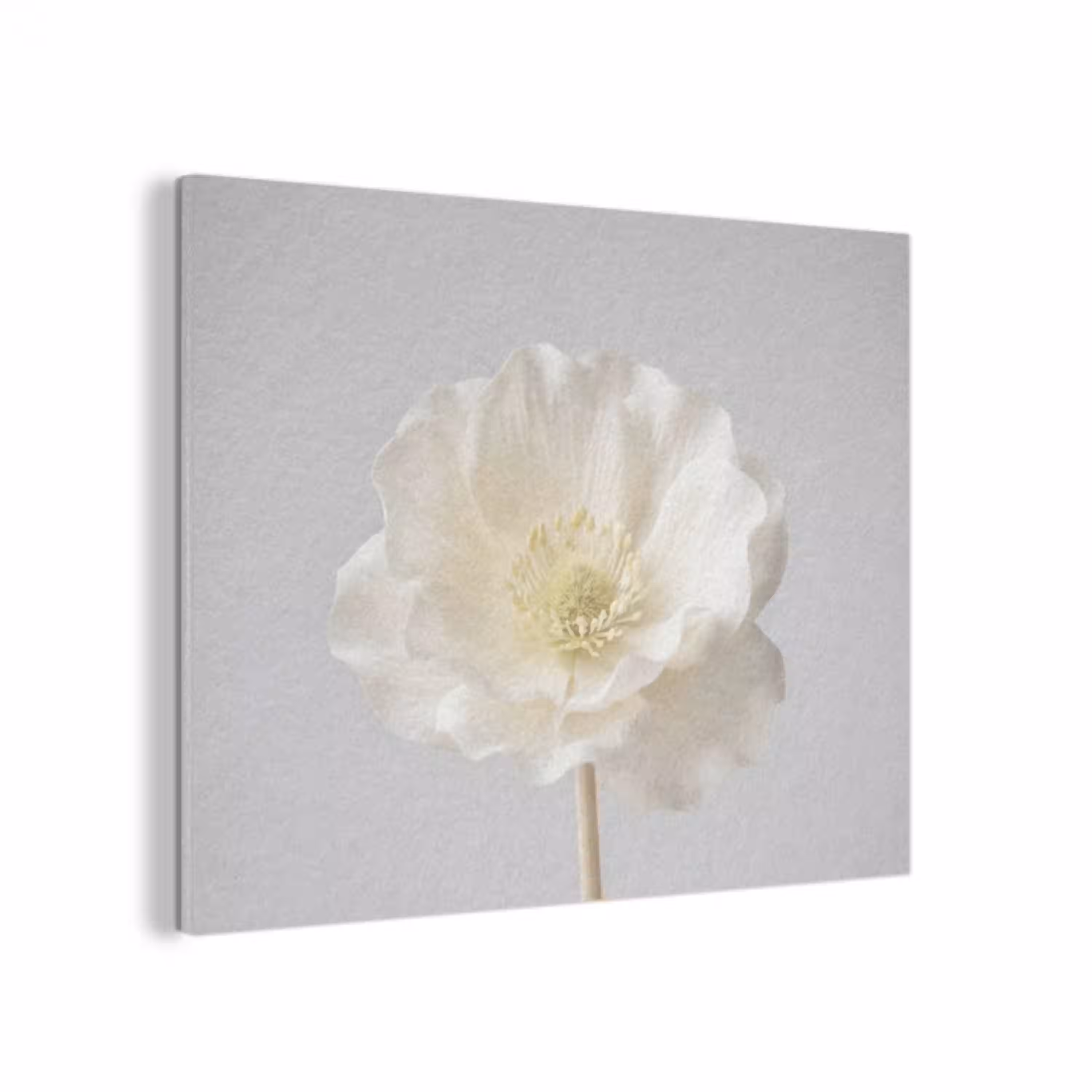 Bloem - Minimalistisch -Wit PET vilt klein -3d