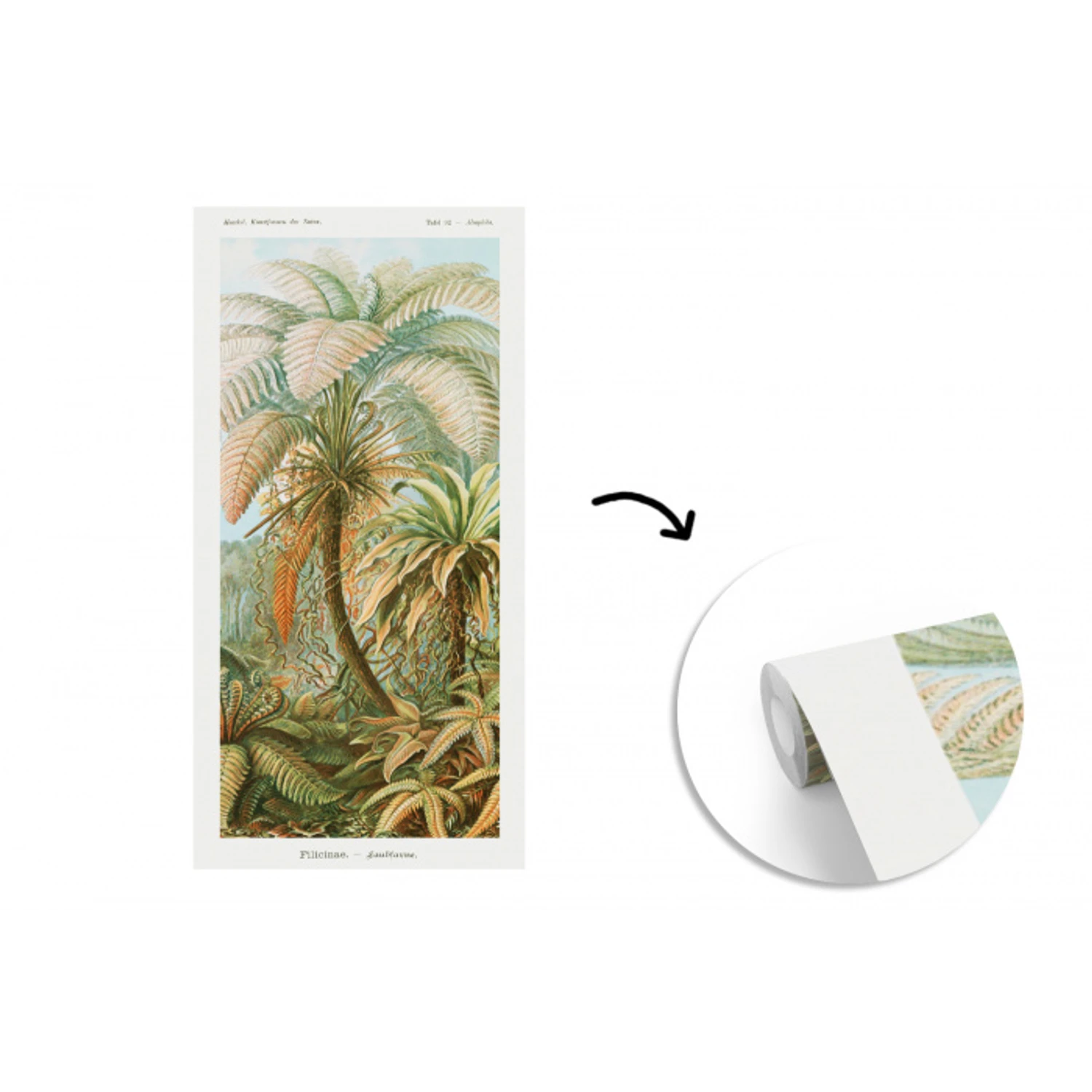 Filicinae - Tuindecoratie - Tuinposter - Vintage - Oude meesters fotobehang vinyl groot -3d