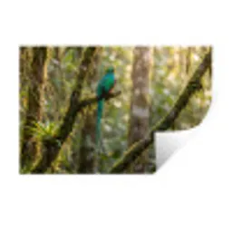 Quetzal - Jungle - Natuur - Groen Muursticker klein -3d