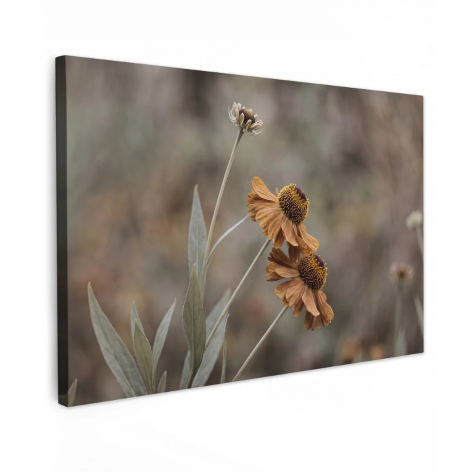 Zonnehoed - Droogbloemen - Geel - Warm canvas 2cm klein -z3d