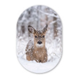 Hert - Sneeuw - Bos - Dieren - Vertederend Wandcirkel Ovaal Aluminium middel -3d