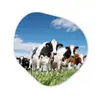 Koeien - Platteland - Weiland - Natuur - Dieren Wandcirkel Organisch Forex 3mm klein -3d