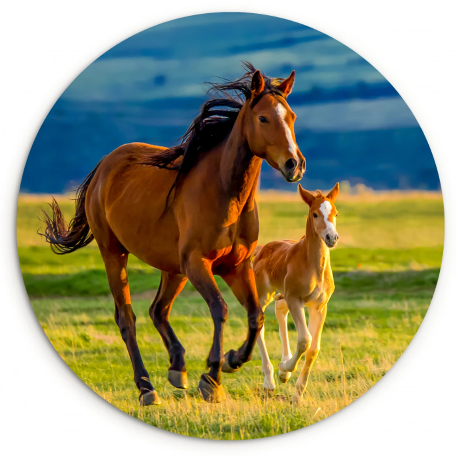 Paarden - Gras - Dieren - Landschap - Natuur Wandcirkel kunststof plaat 5mm dik klein -3d