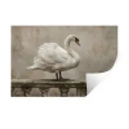 Zwaan - Elegant - Dieren - Wit Muursticker klein -3d