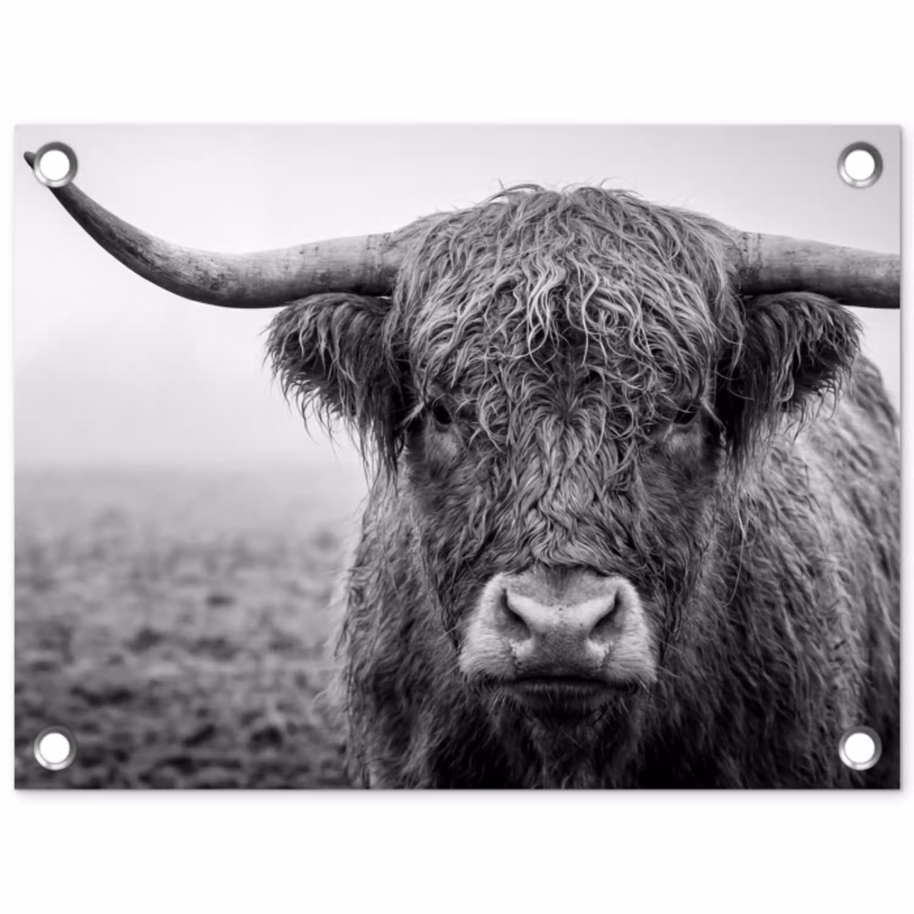Schotse hooglander - Zwart - Wit - Gras tuinposter los doek klein -3d