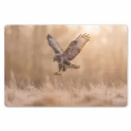 Buizerd - Roofvogel - Natuur - Bruin Placemat vinyl groot -zzsfeer1_Kitchenyeah-website