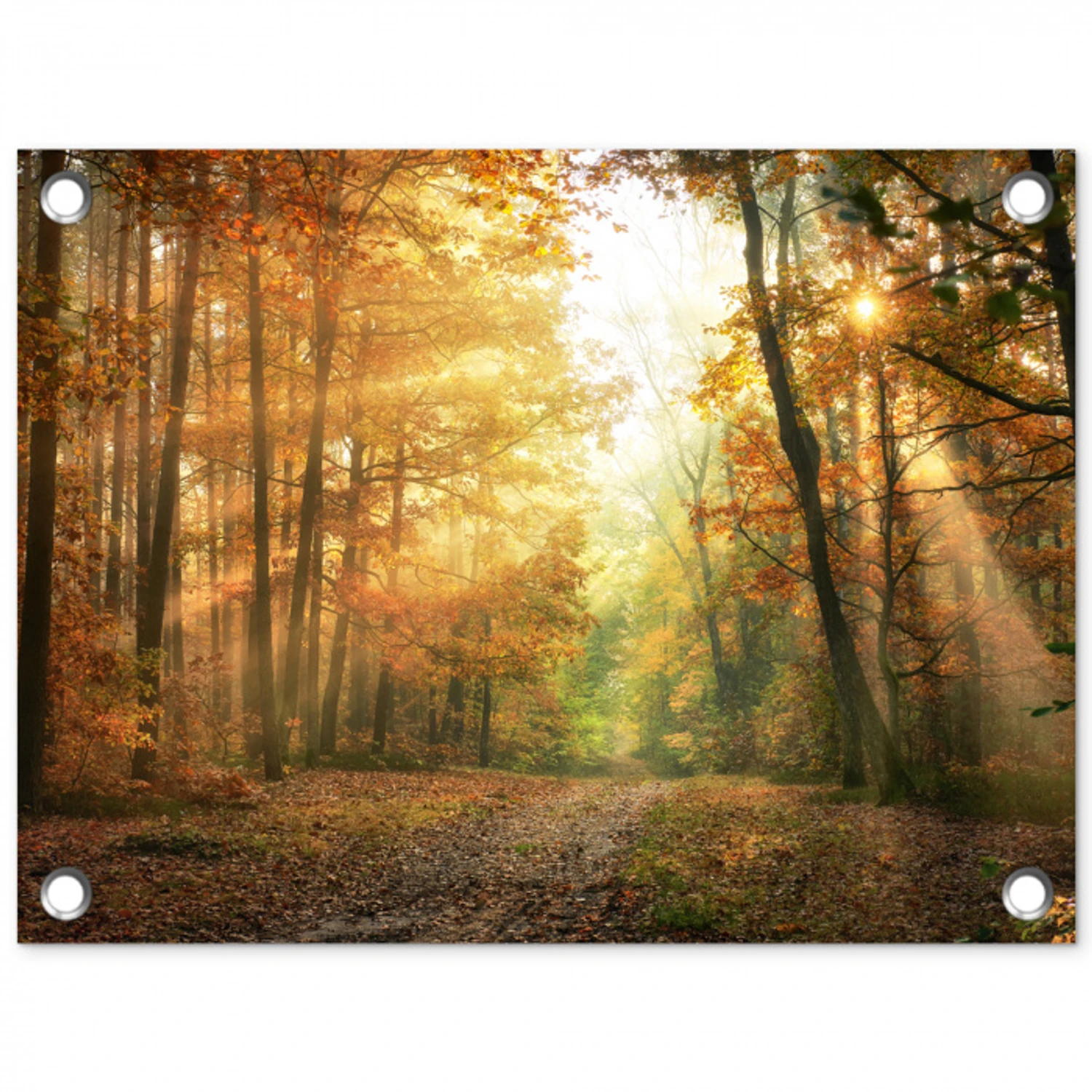 Herfstbos in gouden zonlicht tuinposter los doek klein -3d