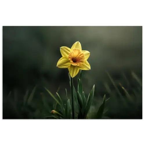 Bloem - Narcis - Gras - Geel poster papier klein -3d