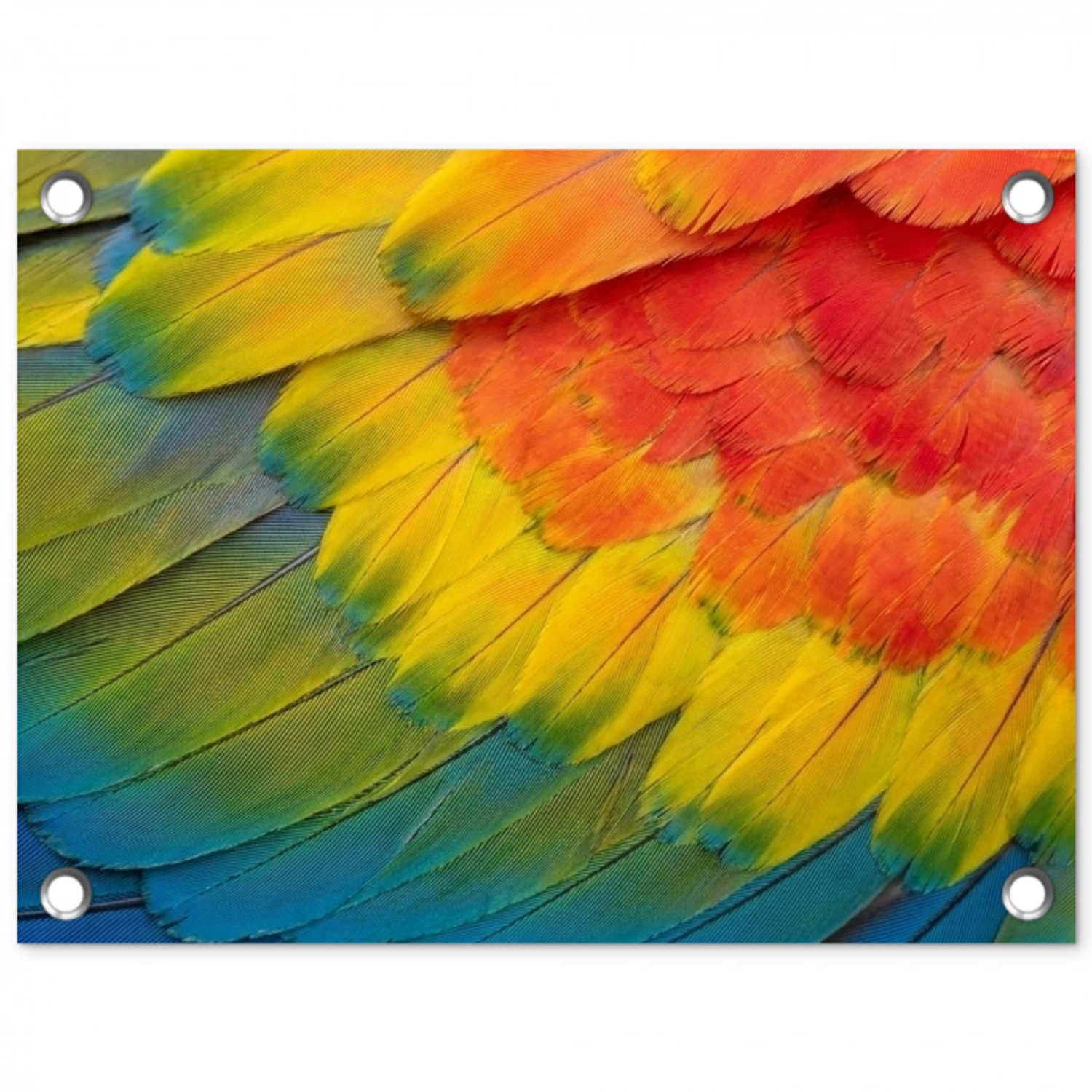 Veren - Ara - Kleurrijk tuinposter los doek klein -3d