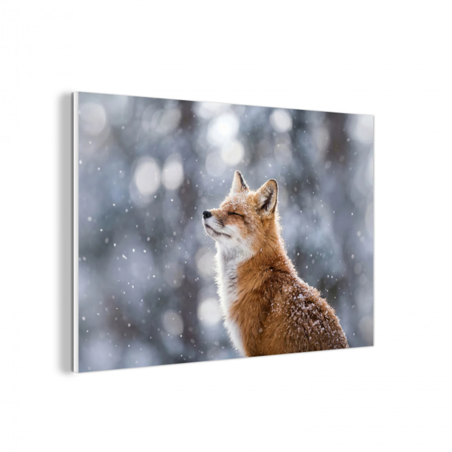 Vos - Sneeuwval - Portret - Winter - Sfeervol forex 5mm xxl -3d