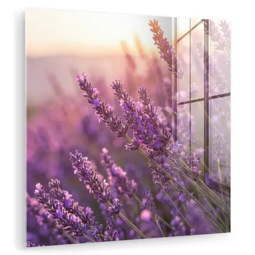 Lavendel - Paars - Zonlicht plexiglas 5mm klein -zzzproduct_nieuw