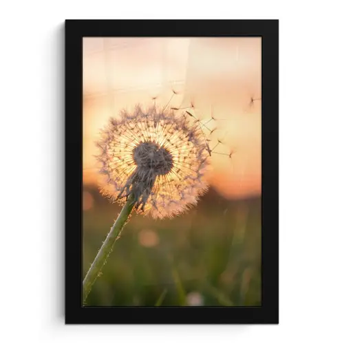 Paardenbloem - Zonsondergang - Veld fotolijst zwart zonder passe partout klein -3d