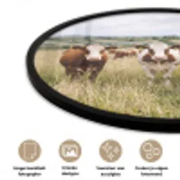 Koeien - Portret - Weide - Boerderij - Nieuwsgierig Fotolijst rond zonder passe partout klein -closeup_NL
