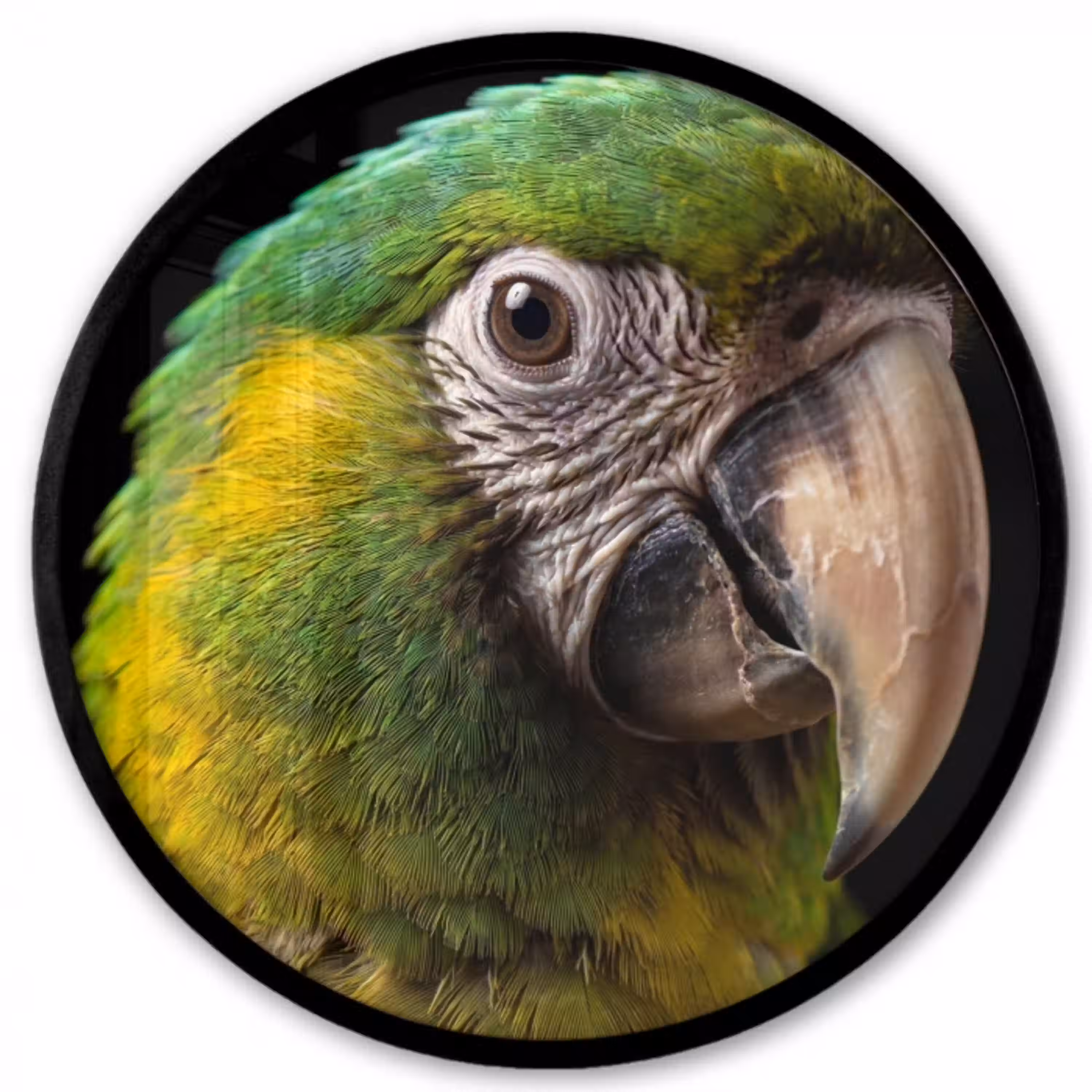 Ara - Portret - Groen Fotolijst rond zonder passe partout klein -3d