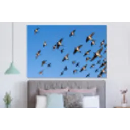Zwaluwen - Vliegen - Blauw forex 5mm xxl -slaapkamer