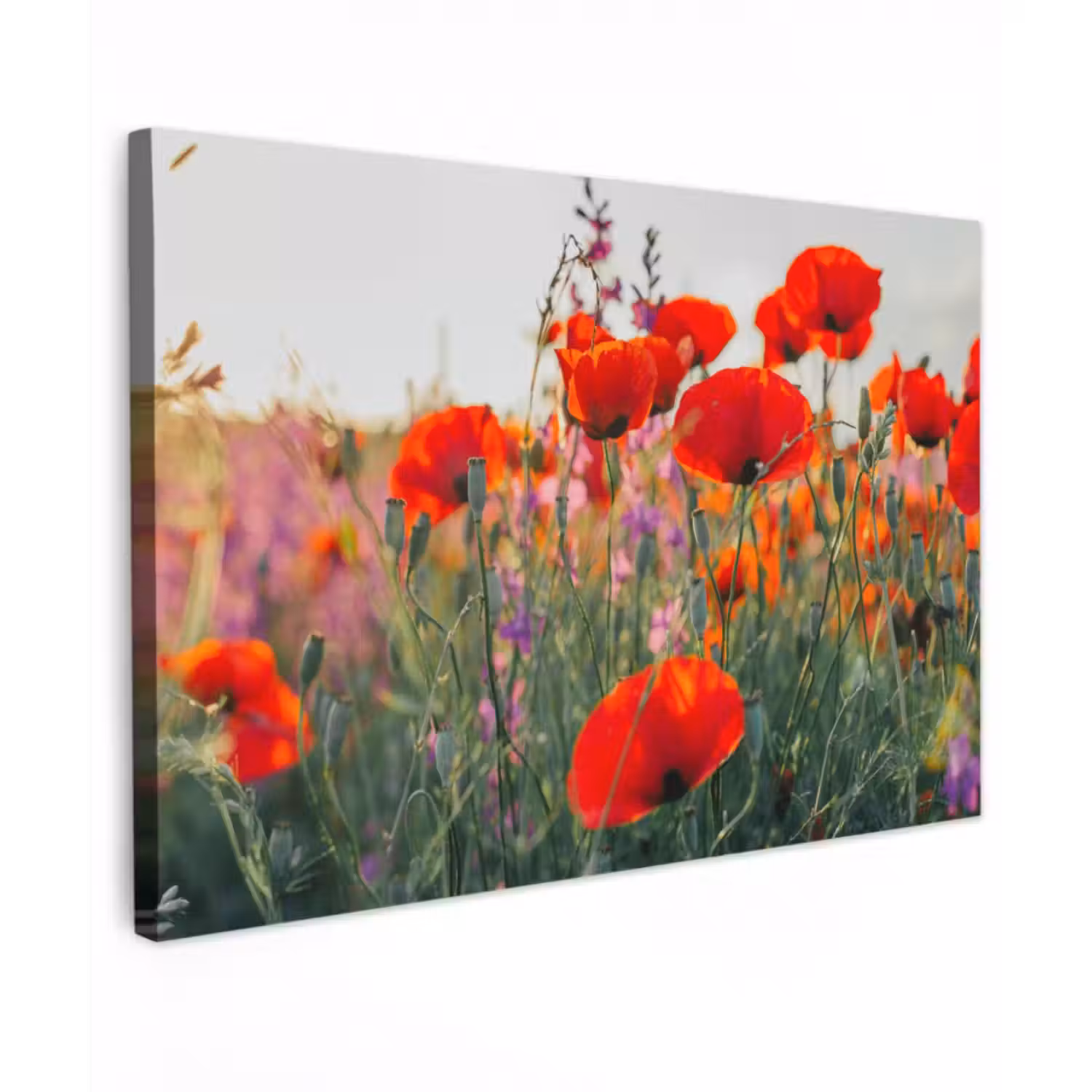 Outdoor Leinwand - Mohn - Blumen - Rot - Lila - Wiese
