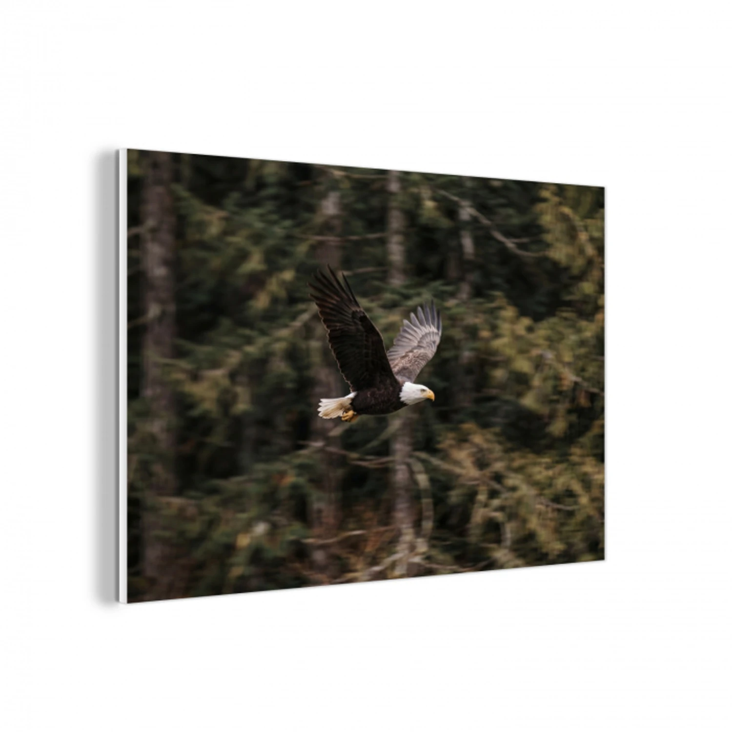 Zeearend - Vliegen - Bos - Natuur forex 5mm xxl -3d