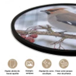 Pestvogel - Bessen - Winter - Natuur Fotolijst rond zonder passe partout klein -closeup_FR