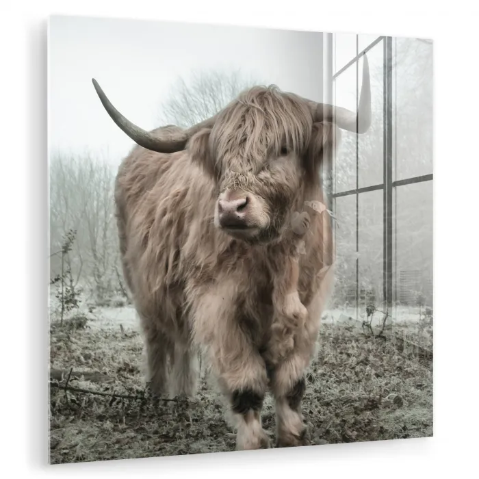 Schotse hooglander - Natuur - Herfst - Dieren - Wild - Bos plexiglas 5mm klein -zzzproduct_nieuw