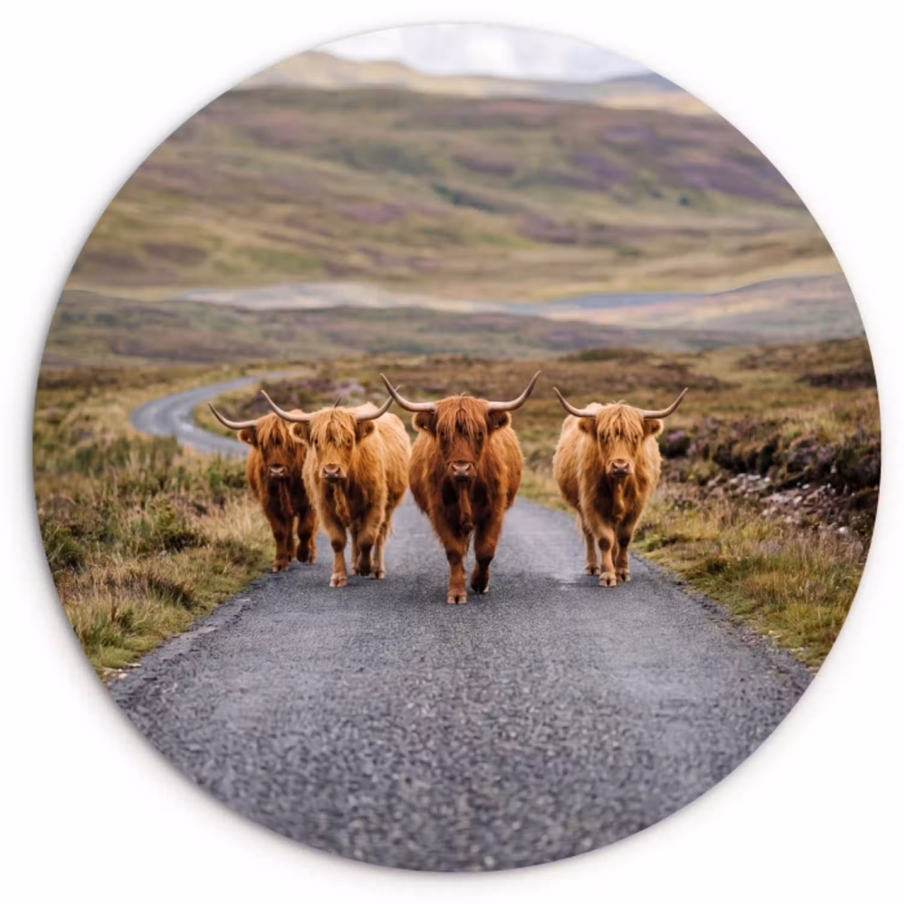 Schotse Hooglanders - Weg - Landschap - Kudde Wandcirkel kunststof plaat 5mm dik klein -3d