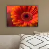Oranje - Gerbera - Intens canvas 2cm klein -sfeer3