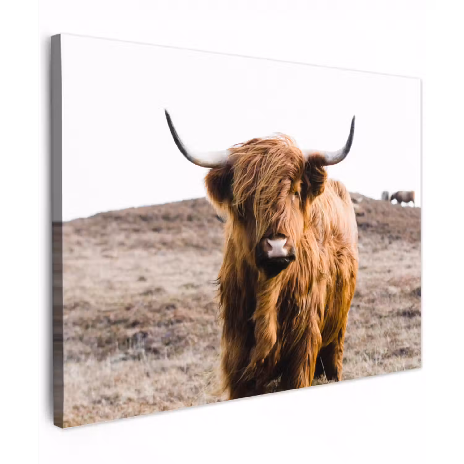 Leinwandbild - Schottische Highlander - Landschaft - Kuh - Braun - Tiere - Natur