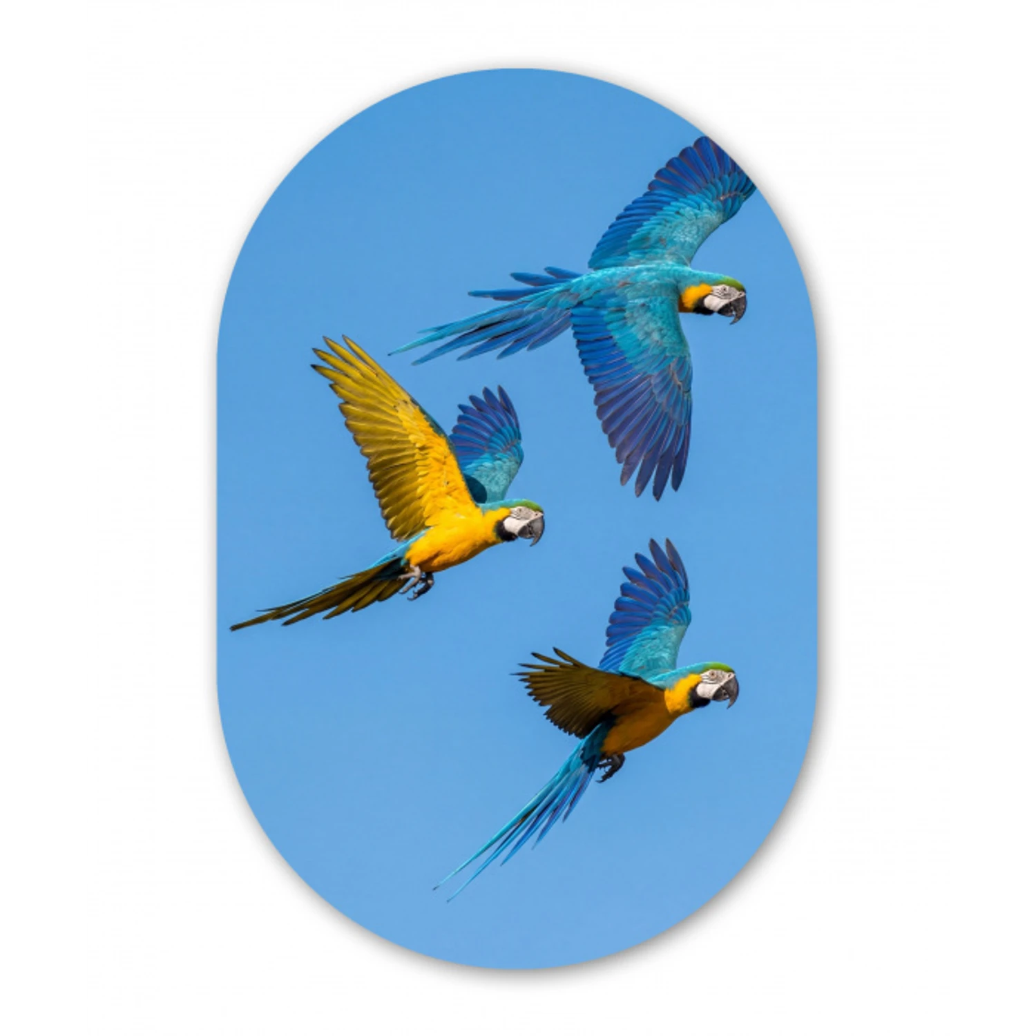 Papagaai - Vliegen - Blauw - Geel Wandcirkel Ovaal Forex klein -3d
