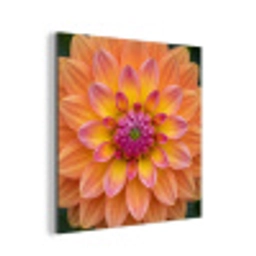 Dahlia - Bloem - Oranje aluminium wit klein -3d