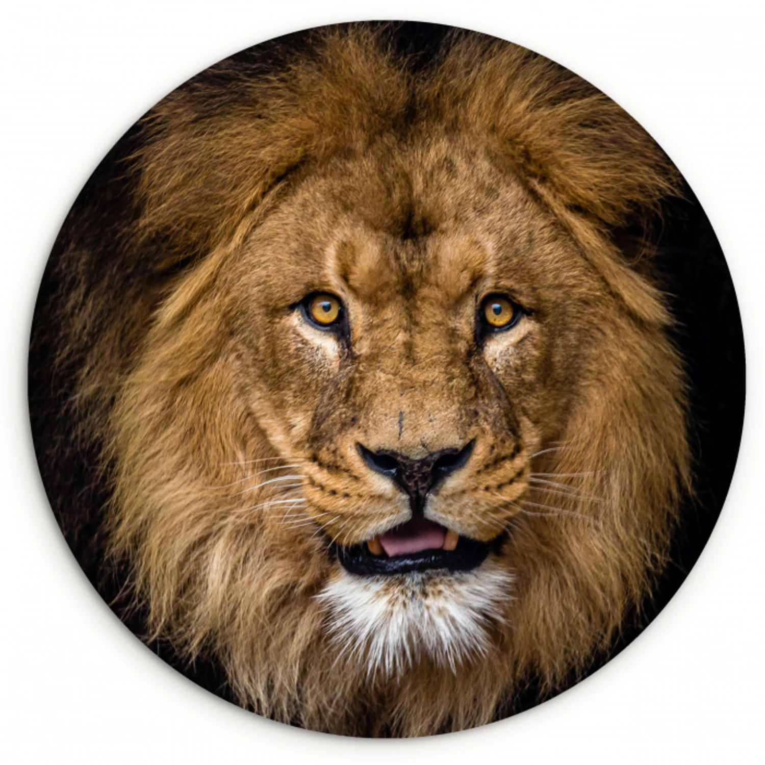 Leeuw - Portret - Zwart - Dieren Wandcirkel kunststof plaat 5mm dik klein -3d
