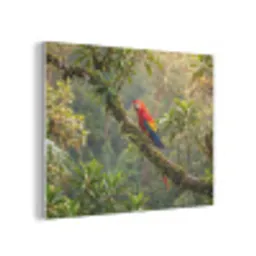 Ara - Jungle - Rood PET vilt klein -3d