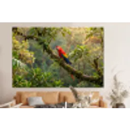 Ara - Jungle - Rood forex 5mm xxl -bovenbank