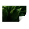 Bladeren - Schaduw - Groen - Textuur Muursticker klein -3d