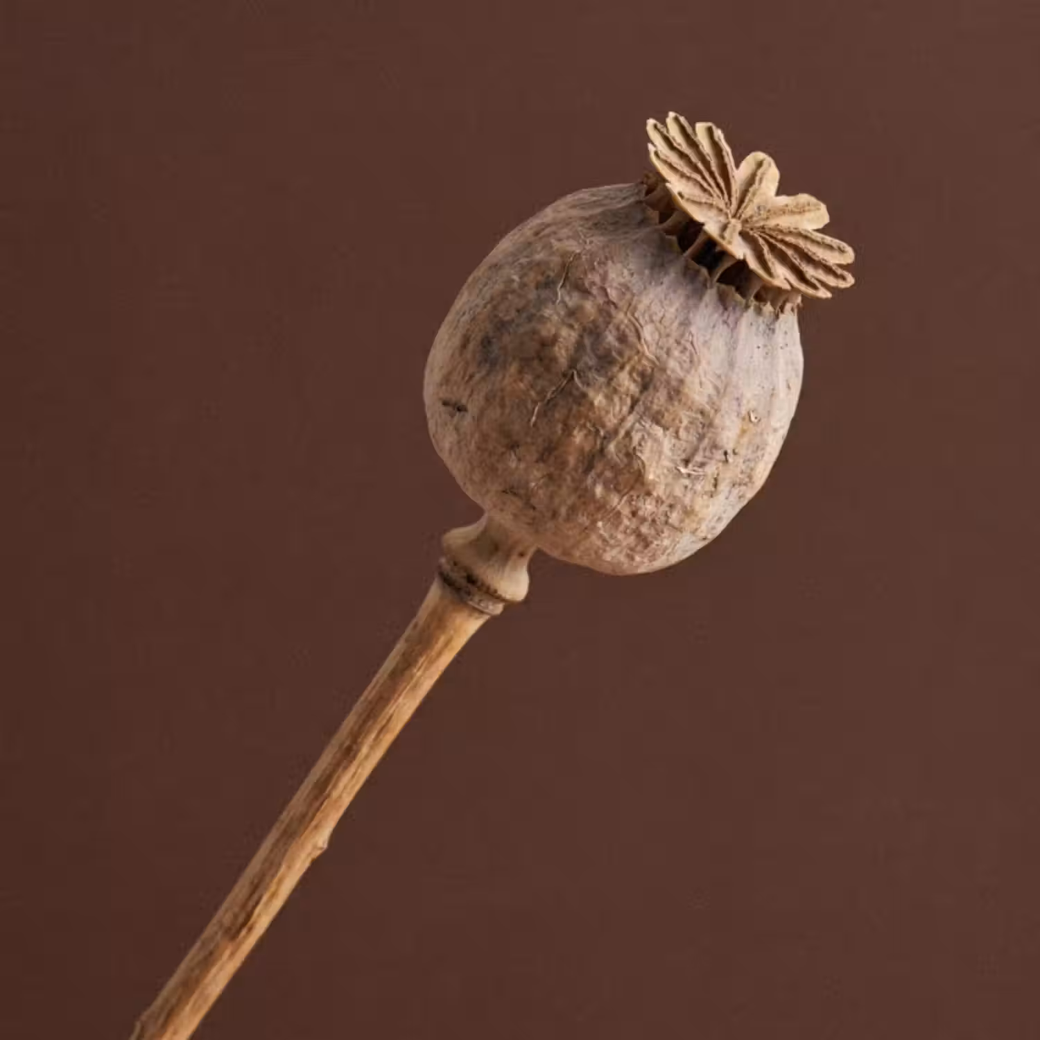 Tapete - Mohnzwiebel - Trockenblume - Braun - Minimalistisch