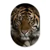 Tijger - Wilde dieren - Portret Wandcirkel Ovaal Forex klein -3d