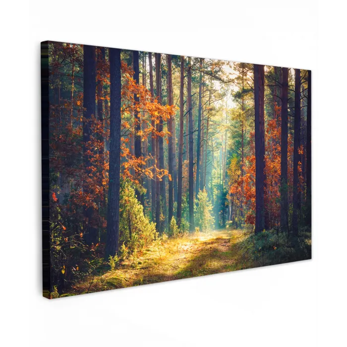 Bos - Zon - Natuur - Herfst canvas 2cm klein -z3d
