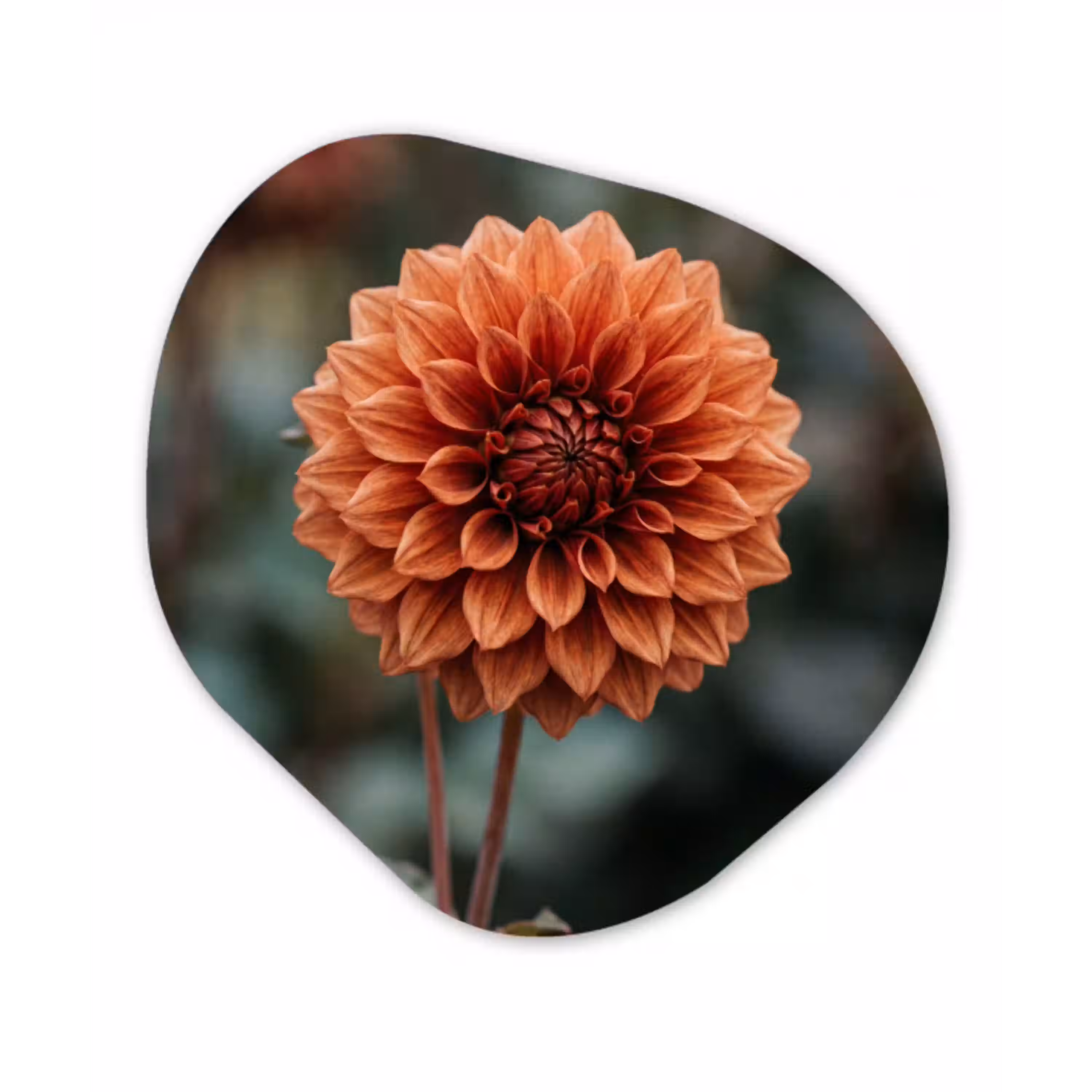 Dahlia - Bloem - Natuur - Sfeervol Wandcirkel Organisch Aluminium middel -3d