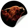Schotse hooglander - Koe - Hoorns - Portret - Dieren Wandcirkel behangsticker klein -3d
