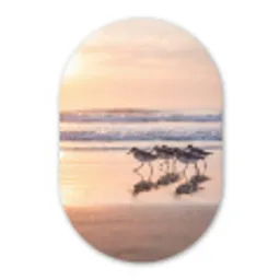Zee - Vogels - Strand Wandcirkel Ovaal Forex klein -3d