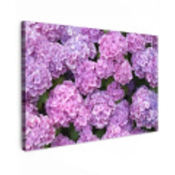 Bloemen - Hortensia - Struik - Roze - Bloemblaadjes canvas 2cm klein -z3d