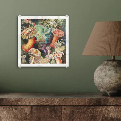 Ernst Haeckel - Anemoon - Retro - Natuur - Planten - Zee plexiglas 5mm klein -sfeer3