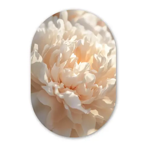 Close up - Pioenroos - Lichtroze Wandcirkel Ovaal Forex klein -3d