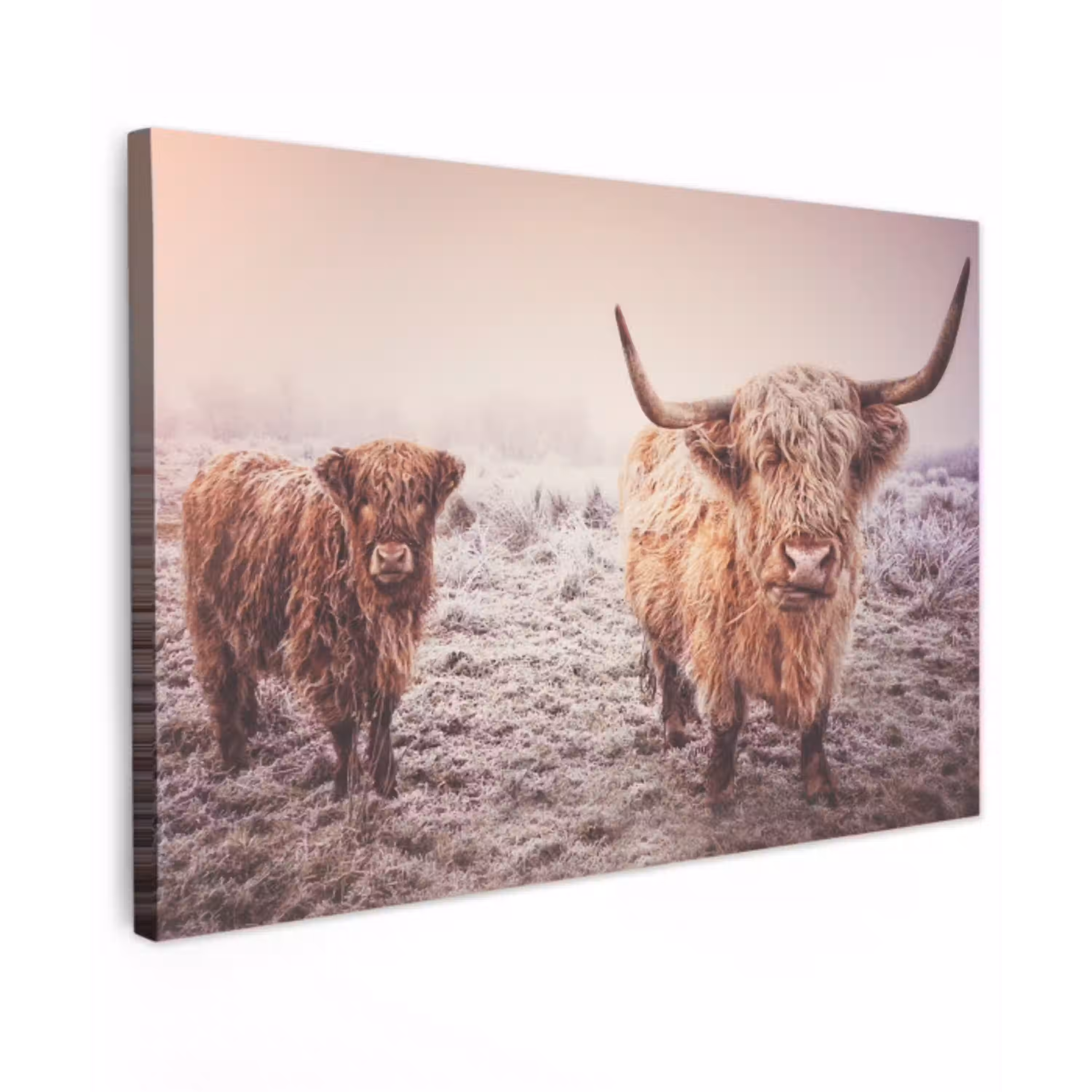 Schotse hooglanders - Licht - Lucht - Natuur Tuinposter op houten frame 2 cm dik klein -3d