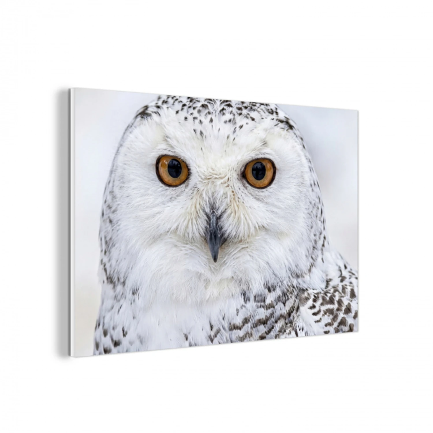 Sneeuwuil - Oog - Wildlife - Wit forex 5mm xxl -3d