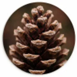 Dennenappel - Bos - Herfst - Bruin - Sfeervol Wandcirkel kunststof plaat 5mm dik klein -3d