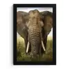 Olifant - Natuur - Gras - Dieren - Landschap fotolijst zwart zonder passe partout klein -3d